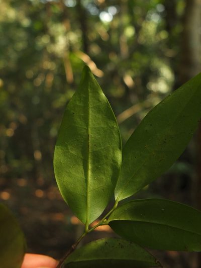 Orophea uniflora, photographed by Siddarth Machado