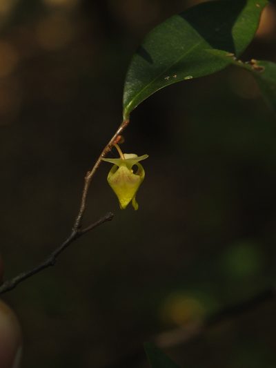 Orophea uniflora, photographed by Siddarth Machado