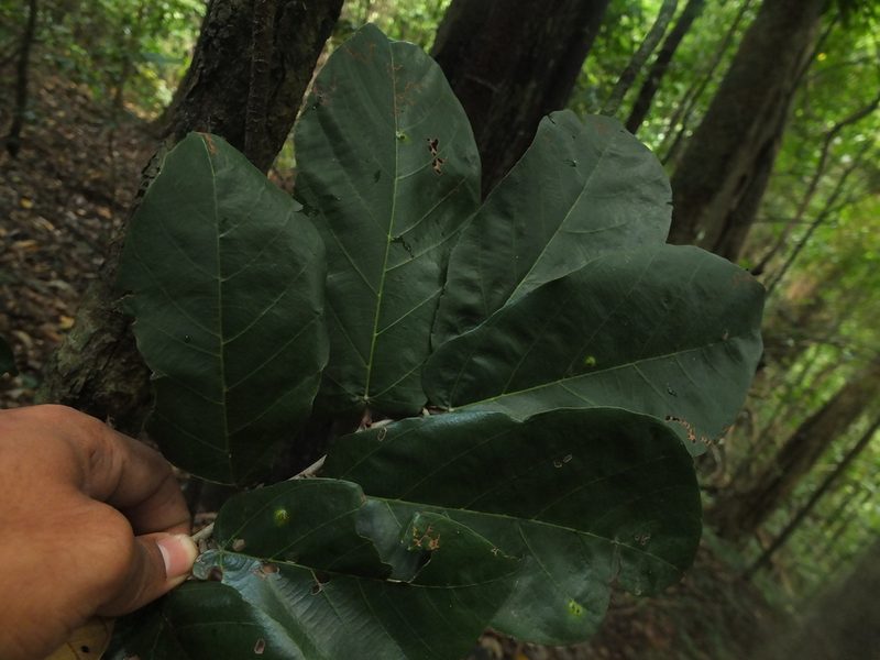 Pterospermum diversifolium, photographed by Siddarth Machado