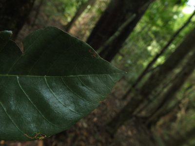 Pterospermum diversifolium, photographed by Siddarth Machado