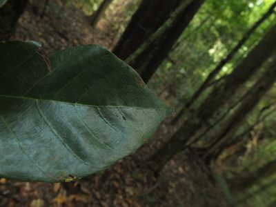 Pterospermum diversifolium, photographed by Siddarth Machado
