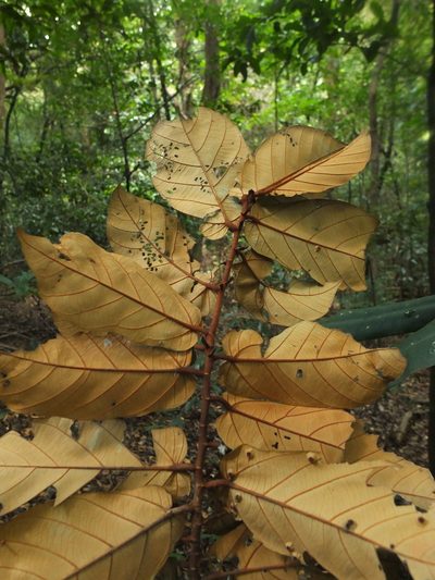 Pterospermum diversifolium, photographed by Siddarth Machado