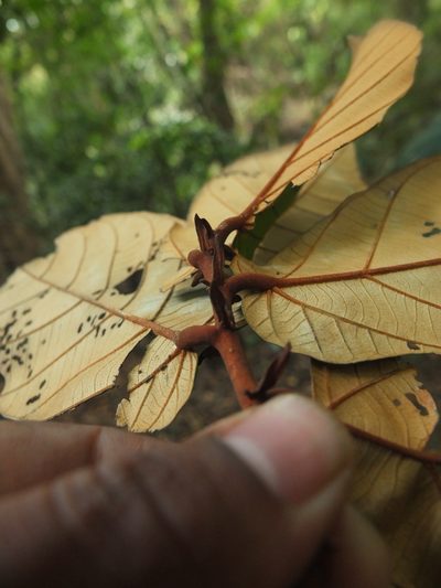 Pterospermum diversifolium, photographed by Siddarth Machado