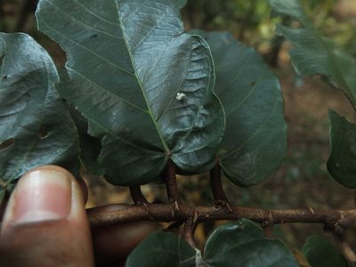Pterospermum diversifolium, photographed by Siddarth Machado