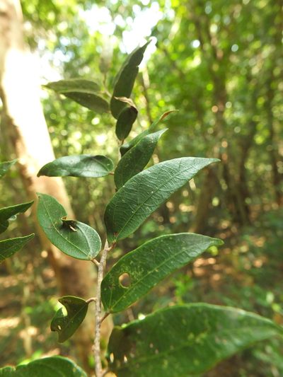 Pterospermum rubiginosum, photographed by Siddarth Machado