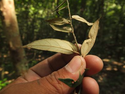 Pterospermum rubiginosum, photographed by Siddarth Machado