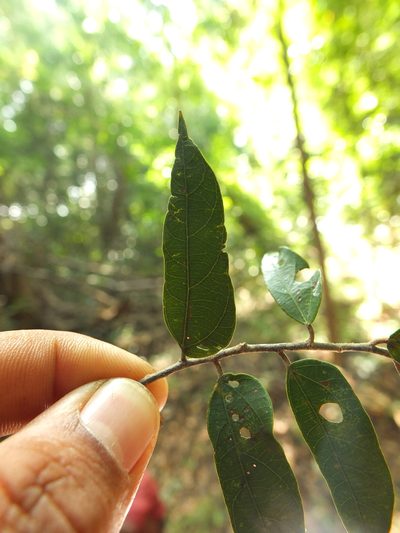 Pterospermum rubiginosum, photographed by Siddarth Machado