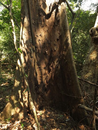 Pterospermum rubiginosum, photographed by Siddarth Machado