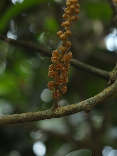 Scleropyrum pentandrum, photographed by Siddarth Machado