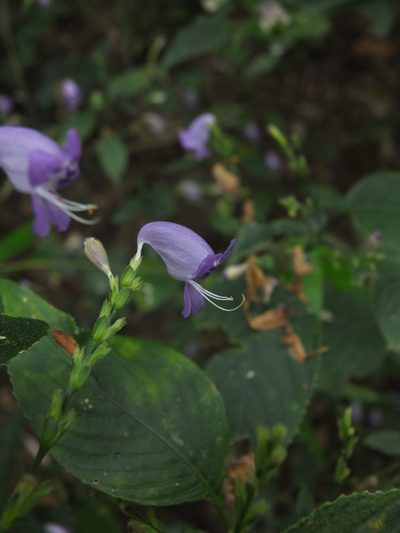 Strobilanthes cordifolia, photographed by Siddarth Machado
