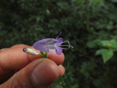 Strobilanthes cordifolia, photographed by Siddarth Machado