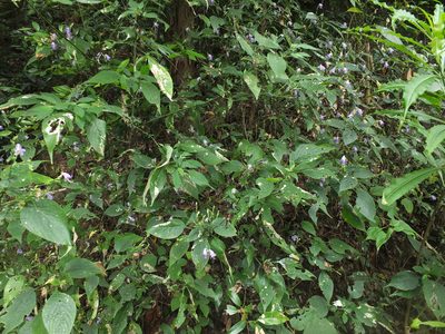 Strobilanthes cordifolia, photographed by Siddarth Machado