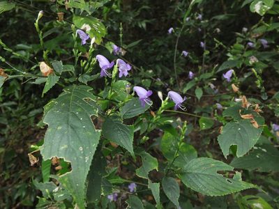 Strobilanthes cordifolia, photographed by Siddarth Machado