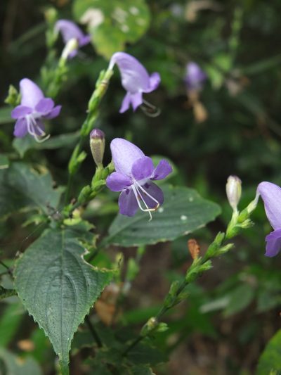 Strobilanthes cordifolia, photographed by Siddarth Machado