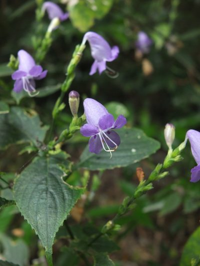 Strobilanthes cordifolia, photographed by Siddarth Machado
