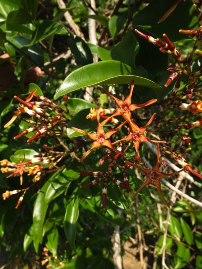 Strophanthus wightianus, photographed by Siddarth Machado
