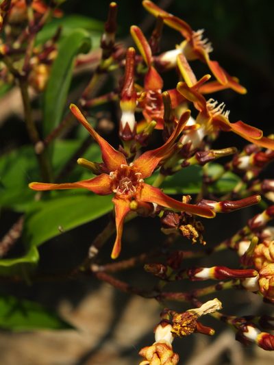 Strophanthus wightianus, photographed by Siddarth Machado