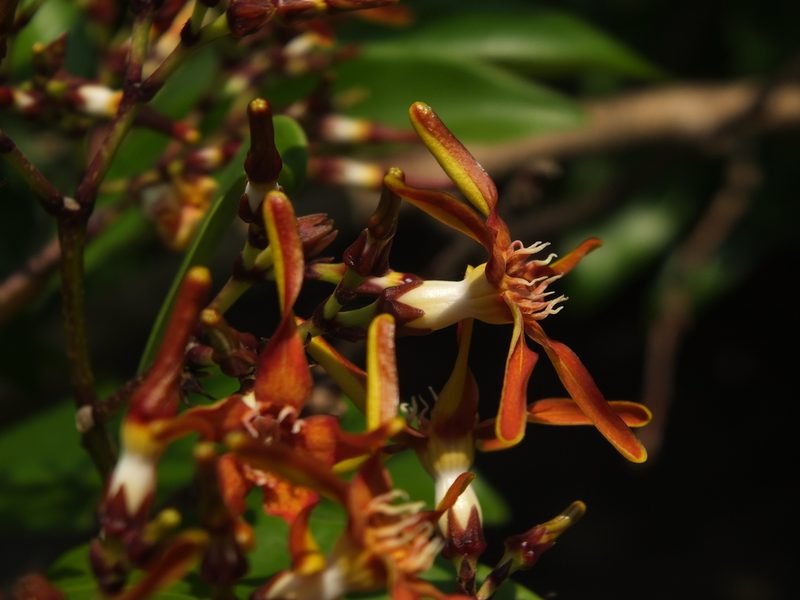 Strophanthus wightianus, photographed by Siddarth Machado