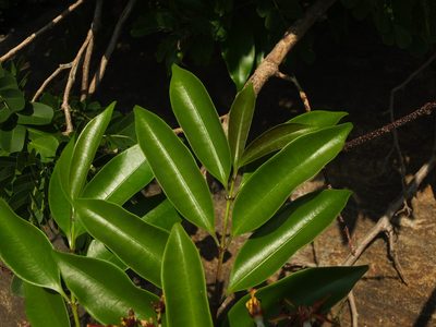Strophanthus wightianus, photographed by Siddarth Machado