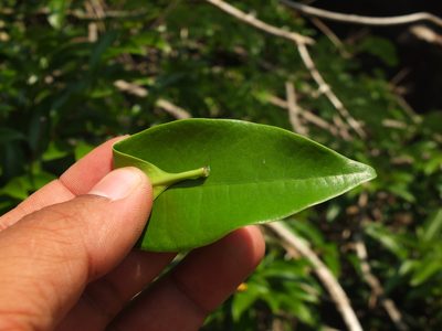 Strophanthus wightianus, photographed by Siddarth Machado