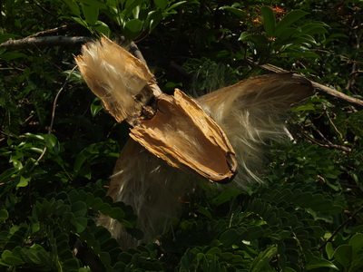 Strophanthus wightianus, photographed by Siddarth Machado