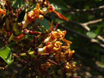 Strophanthus wightianus, photographed by Siddarth Machado