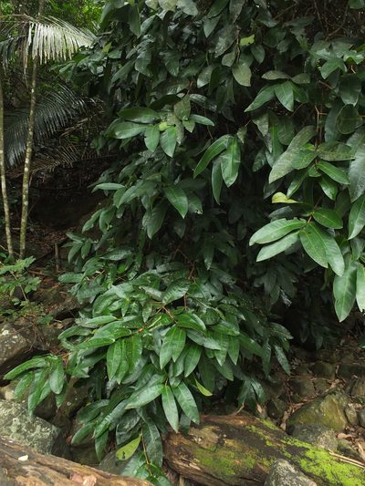 Syzygium mundagam, photographed by Siddarth Machado