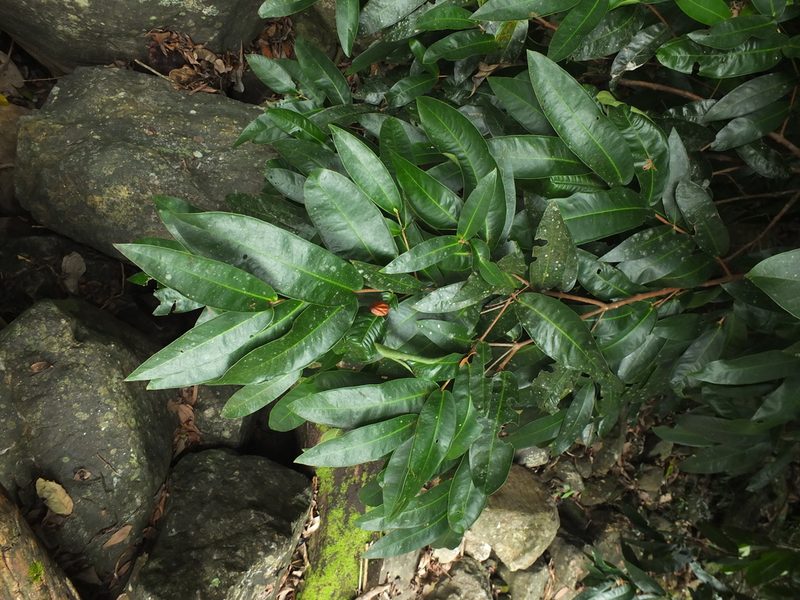Syzygium mundagam, photographed by Siddarth Machado
