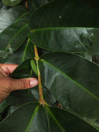 Syzygium mundagam, photographed by Siddarth Machado