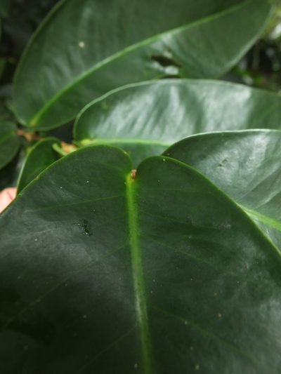 Syzygium mundagam, photographed by Siddarth Machado