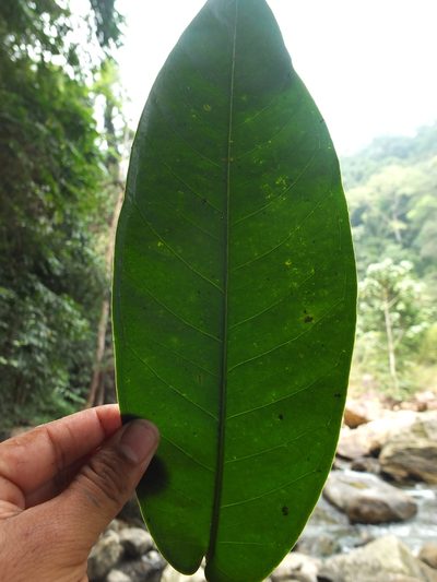 Syzygium mundagam, photographed by Siddarth Machado