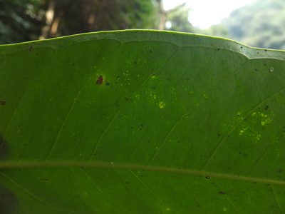 Syzygium mundagam, photographed by Siddarth Machado
