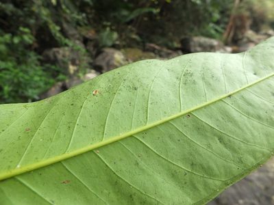 Syzygium mundagam, photographed by Siddarth Machado