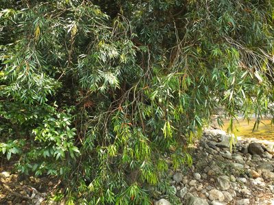 Syzygium zeylanicum, photographed by Siddarth Machado