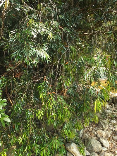 Syzygium zeylanicum, photographed by Siddarth Machado
