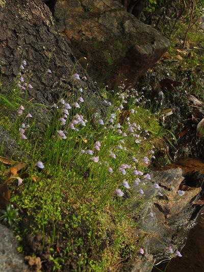 Utricularia graminifolia, photographed by Siddarth Machado