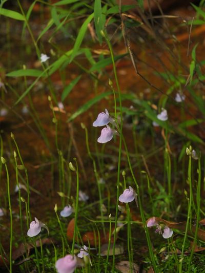 Utricularia graminifolia, photographed by Siddarth Machado