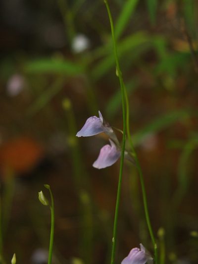 Utricularia graminifolia, photographed by Siddarth Machado