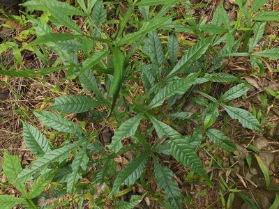Vitex altissima, photographed by Siddarth Machado
