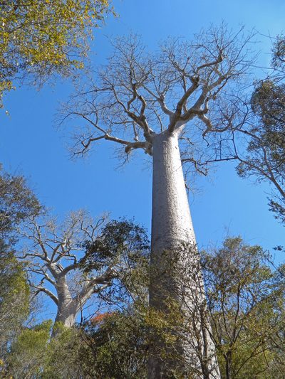Adansonia za, photographed by Louis Imbeau