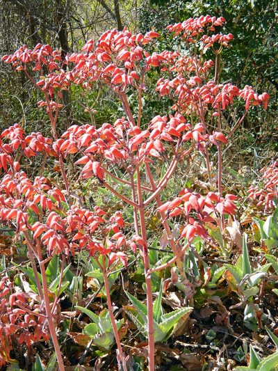 Kalanchoe gastonis-bonnieri, photographed by Louis Imbeau