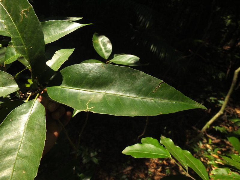 Tritaxis beddomei, photographed by Siddarth Machado