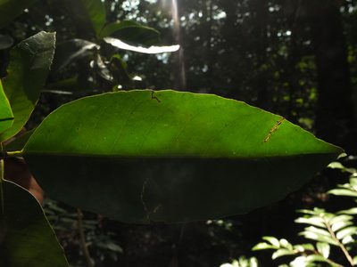 Tritaxis beddomei, photographed by Siddarth Machado