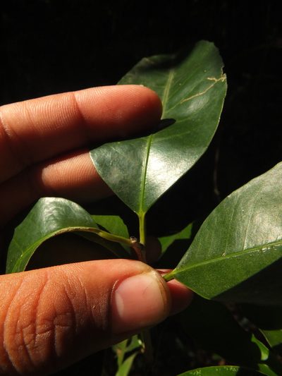 Tritaxis beddomei, photographed by Siddarth Machado