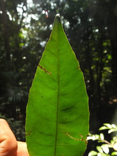 Tritaxis beddomei, photographed by Siddarth Machado