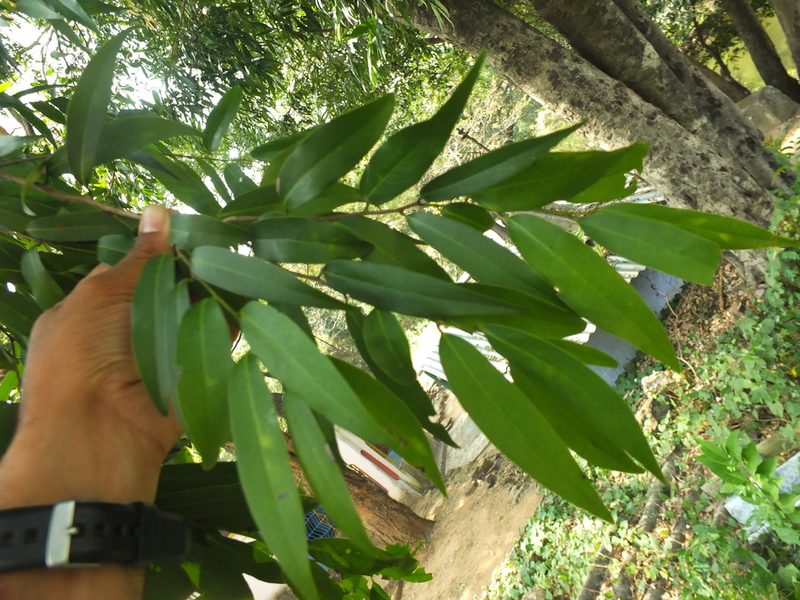 Diospyros atrata, photographed by Siddarth Machado