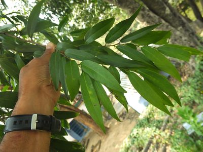 Diospyros atrata, photographed by Siddarth Machado
