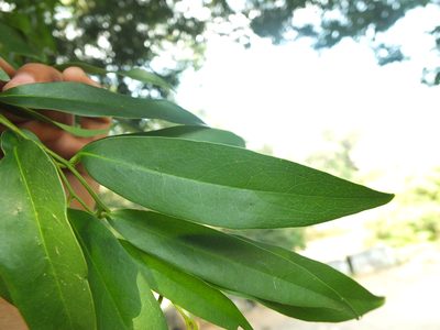 Diospyros atrata, photographed by Siddarth Machado