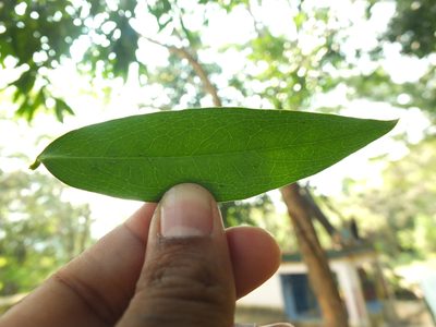 Diospyros atrata, photographed by Siddarth Machado