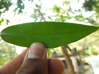 Diospyros atrata, photographed by Siddarth Machado